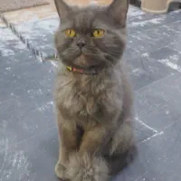 گربه چشم عسلی
