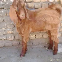 بره و بز