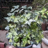 گیاه رونده و چسب ابلق و گیاه رونده هویا