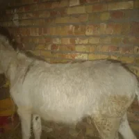 خر ماده|حیوانات مزرعه|کاغذکنان, |دیوار