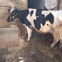 گاو وگوساله