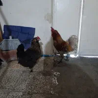 مرغ. خروس