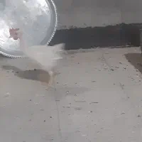 جوجه خروس سفید