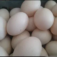 تخم اردک اسرائیلی