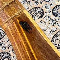 سه تار نو با مهر قلی زاده