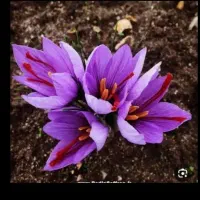 پیاز زعفران در زمین