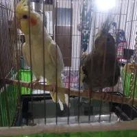 عروس هلندی باهم ۲