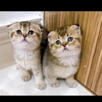 گربه scatish black gold