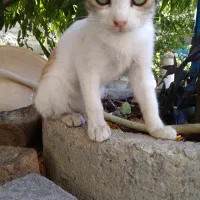 واگذاری گربه
