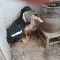 فروش یک جفت اردک