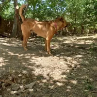 سگ نگهبان