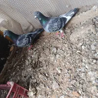 پرنده|پرنده|سراوان, |دیوار