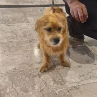 سگ پیدا شده