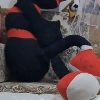 مورچه بزرگ سیاه  قد 170