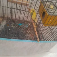 دو عدد مرغ عشق نر و ماده  با لوازم و قفس