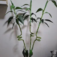 3 شاخه گل بامبو با گلدان