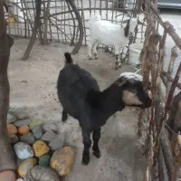 بز ۶ ماه