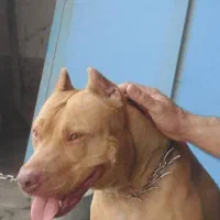 سگ نگهبان