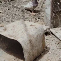 کله سرخ