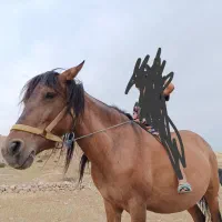 مایون گمشده توی دوربین هاتون چک کنید جایزه دارید