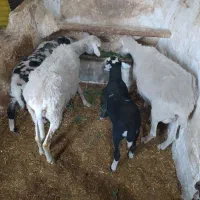 میش لاکن وبره نر