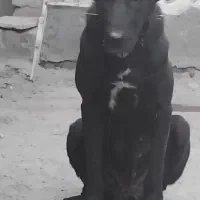 ماده سراب
