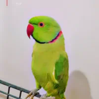 طوطی ملنگو نر سخنگو و دستی