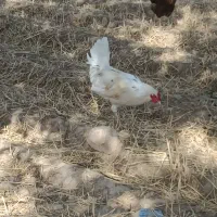 مرغ و خروس