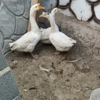 تخم قوغاز