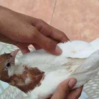 پرنده سفید قهوه ای