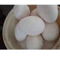 تخم‌بو‌قلمون‌تخم‌مرغ