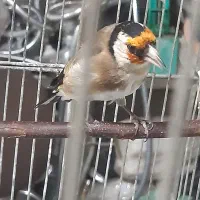 سهره جفتی معاوضه دارم فقط با سهره