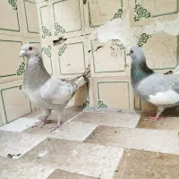 کفتر|پرنده|شیراز, لب آب|دیوار