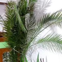 گل نخل