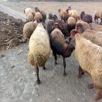 گوسفند داشتی میخوای دارم گله کامل