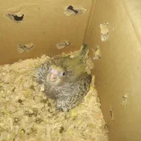 عروس هلندی با جوجه