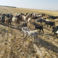 بز کهره دار