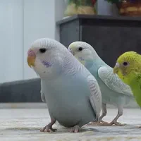 جفت مرغ عشق رنگین کمانی و اسپانگل