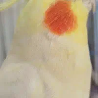 عروس هلندی گمشده