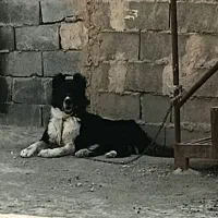 سگ نرقدرجونی 2سال نیم معاوضه فقط‌ باسگ لاس