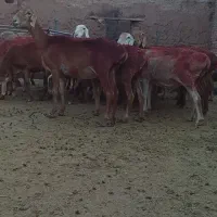 میش چینی