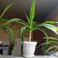 گل سوسن