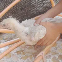 کوی.ابوذر