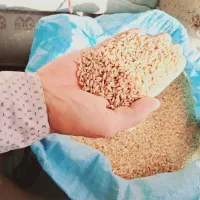گندم و گاه