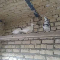 سلام تعداد 18حیوان جوانه دونه 200
