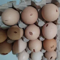 تخم مرغ نوک خورده خونگی گلپایگانی