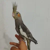 جوجه عروس هلندی نر دانه خور دستی