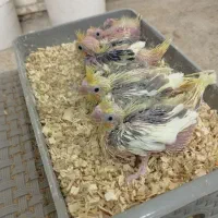 ۴تا جوجه عروس دوکت لوتینو تپل وگوشتی، تاج بلند