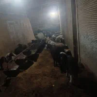 گوسفند بره افشاری