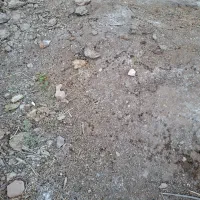 کود گاوی